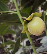 Image de Diospyros paniculata Dalzell