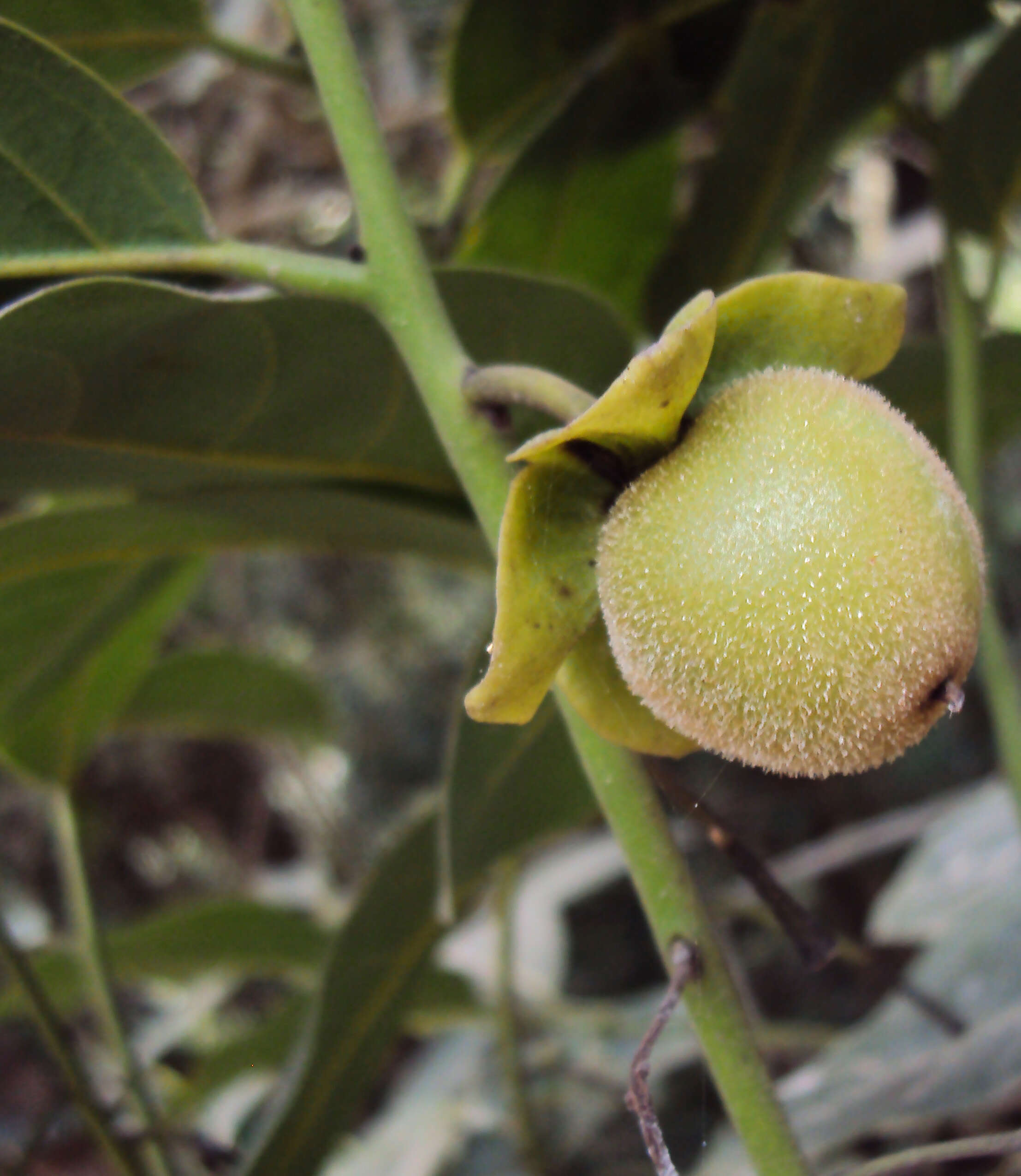 Sivun Diospyros paniculata Dalzell kuva