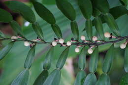 Image of Pothos scandens L.