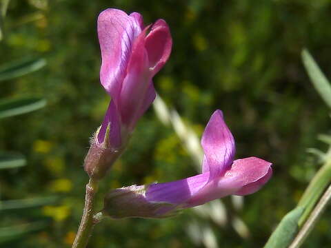 Imagem de Vicia monantha Retz.