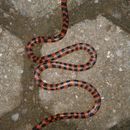 Image of Coral Cylinder Snakes