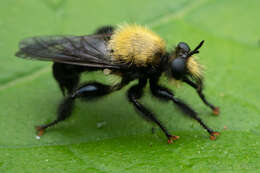 Image of Laphria flavicollis Say 1824