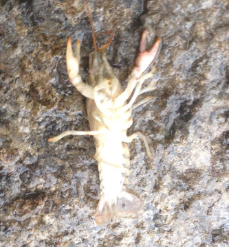 18.https www inaturalist org photos 4209798.580x360