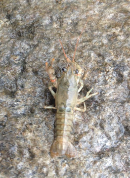 Image of Calico Crayfish