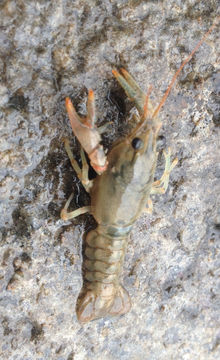 Image of Calico Crayfish