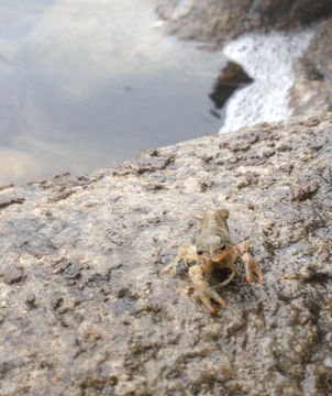 18.https www inaturalist org photos 4209813.580x360