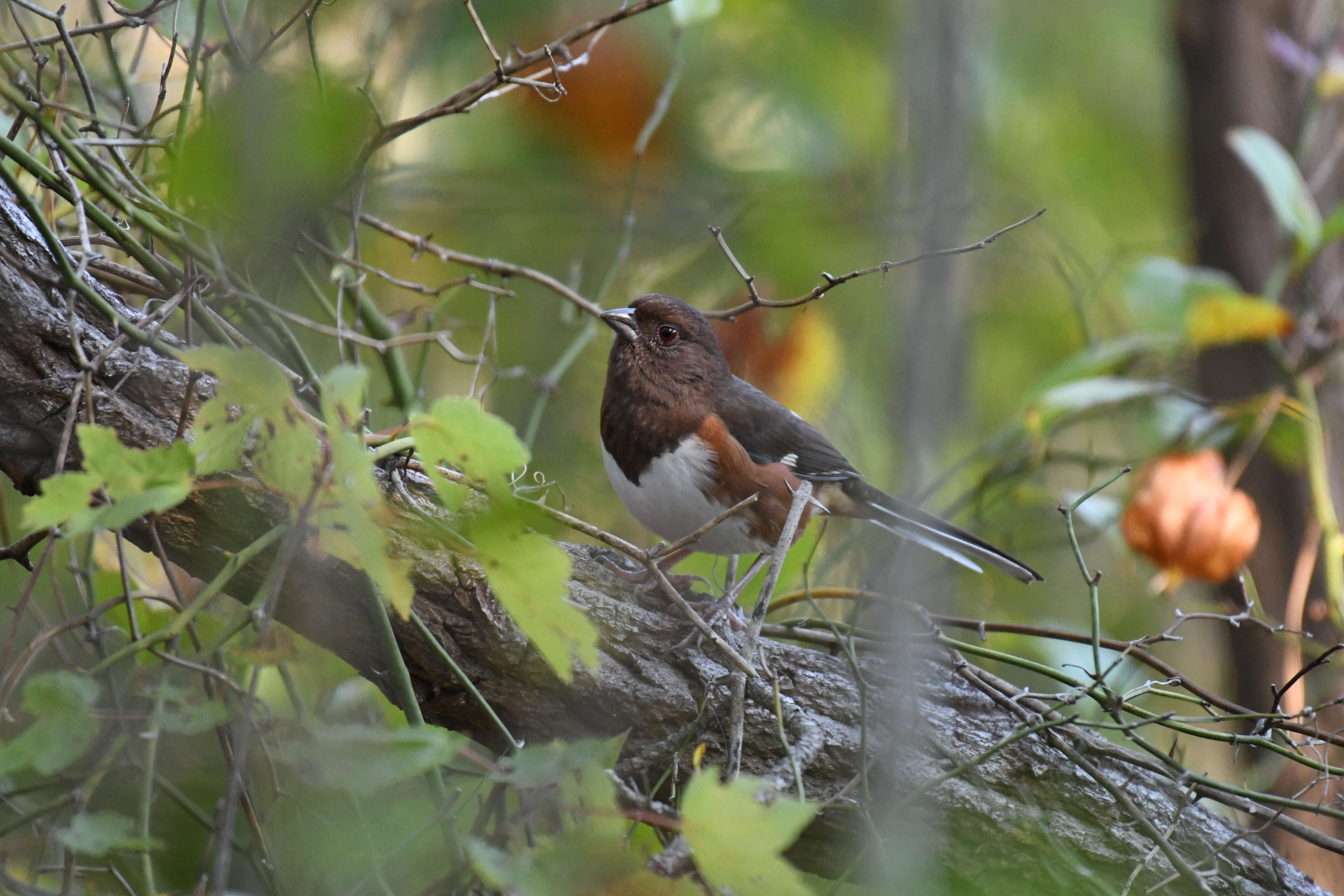 Image of Eastern Towhee