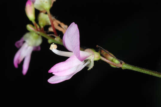 Image of Hylodesmum glutinosum