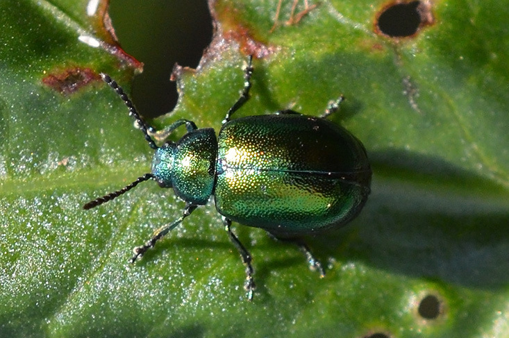 Image of <i>Gastrophysa viridula</i>
