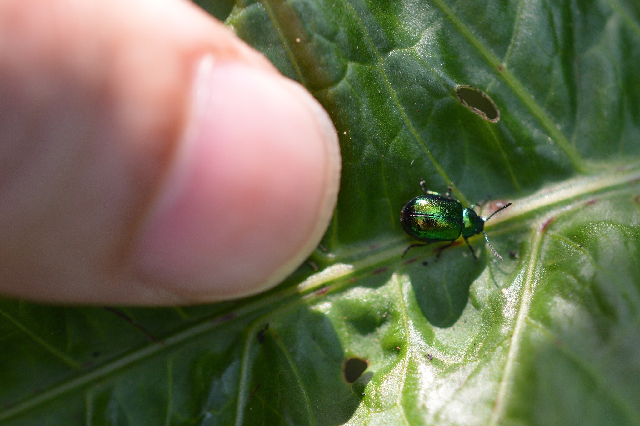 Image of <i>Gastrophysa viridula</i>
