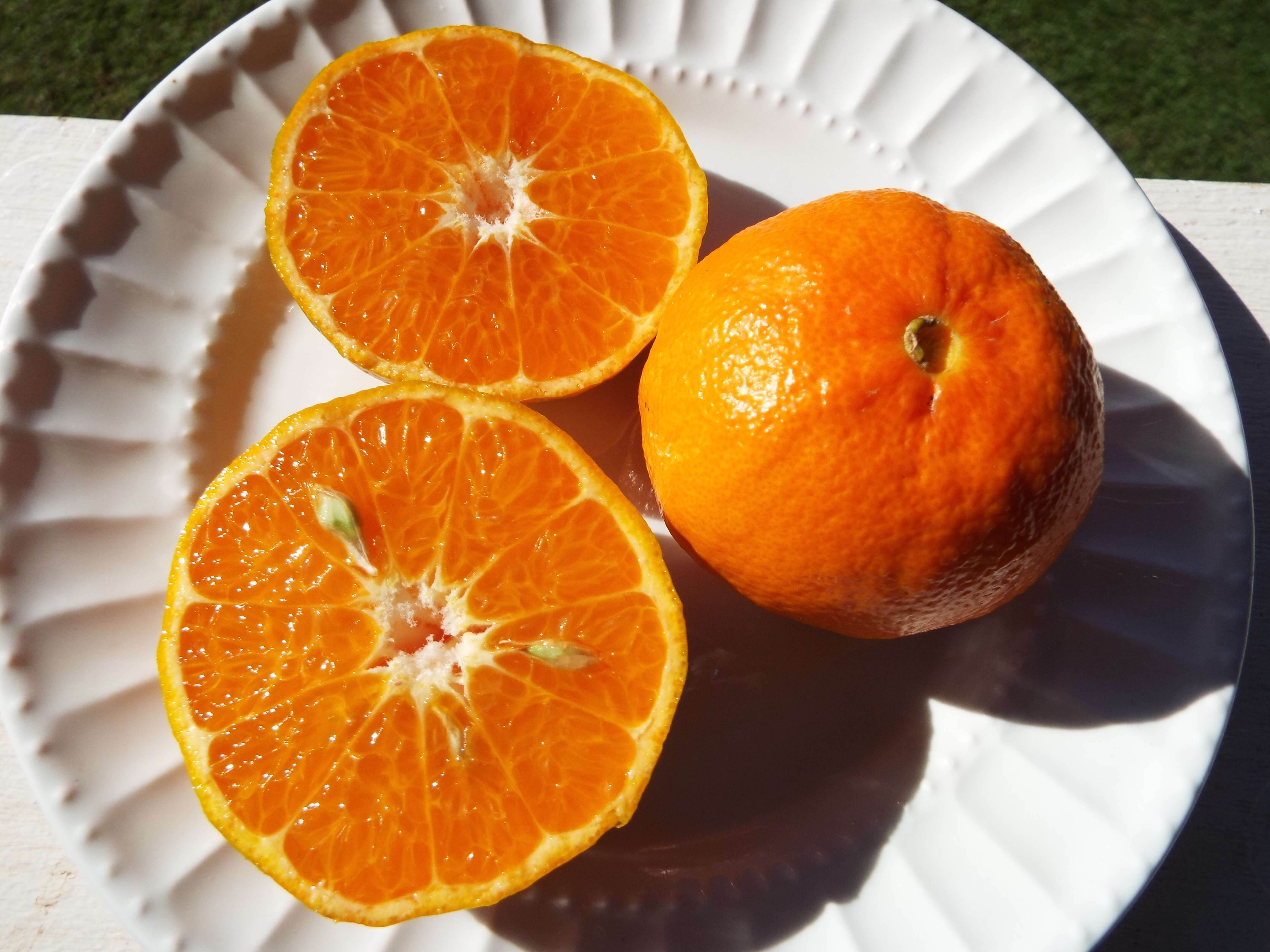 Image of Citrus reticulata