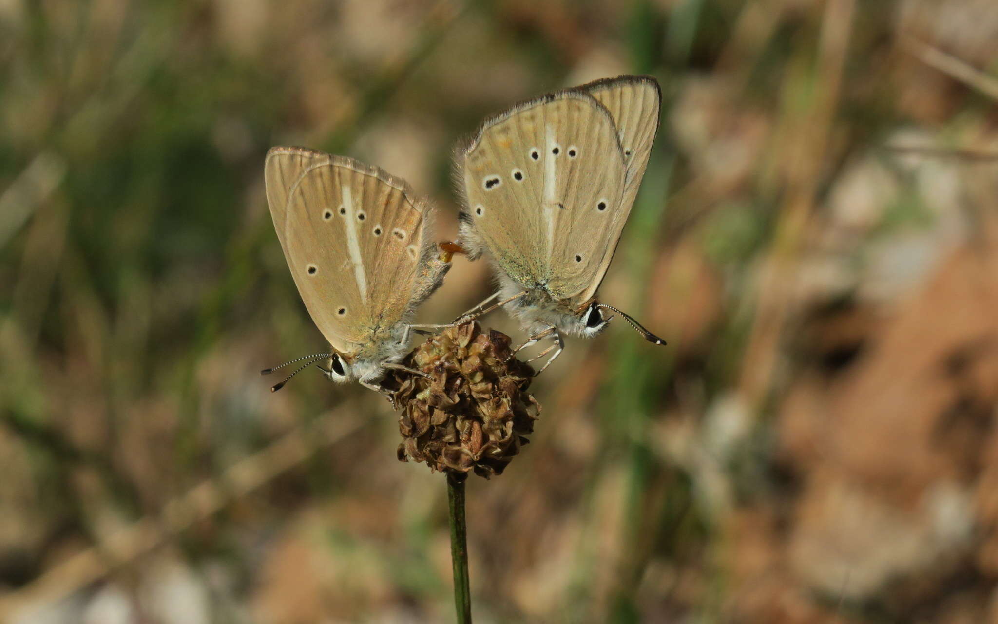 Image of Polyommatus ripartii