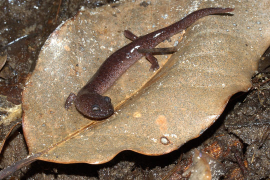 Image of Northern red salamander