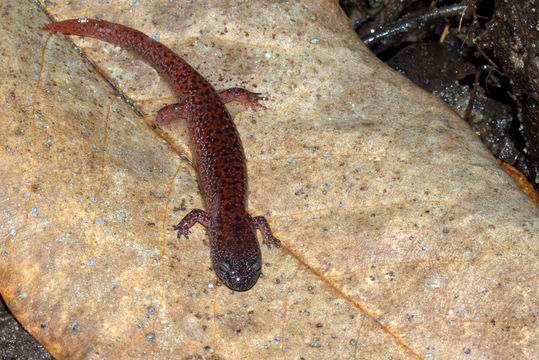 Image of Northern red salamander