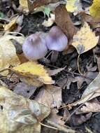 Inocybe geophylla (Bull.) P. Kumm. 1871 resmi