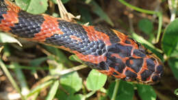 Image of Red-banded Snake