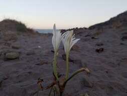 Imagem de Pancratium maritimum L.