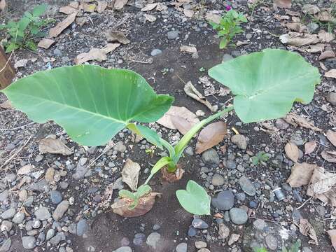 Image of giant taro