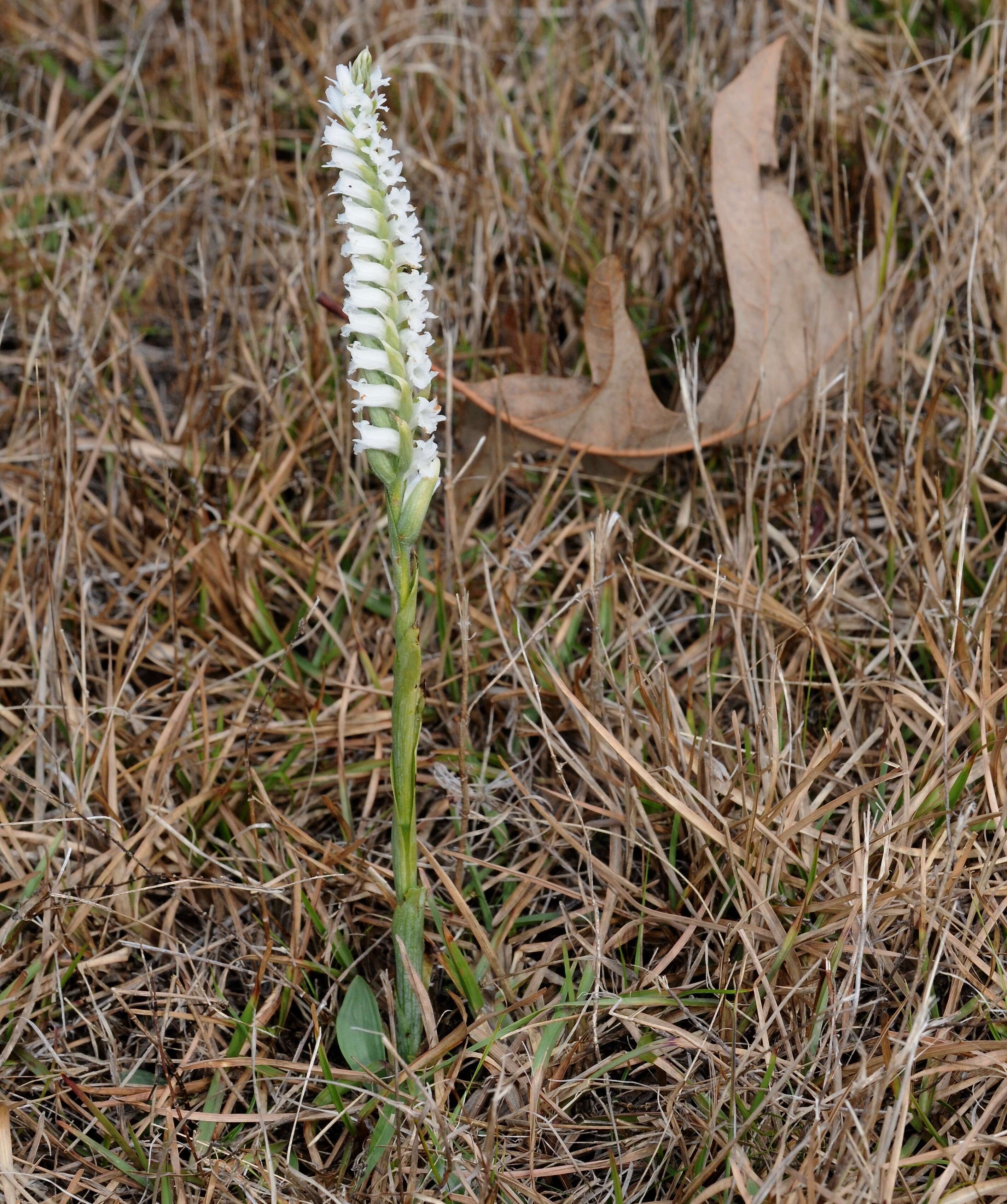 Image of Nodding lady's tresses