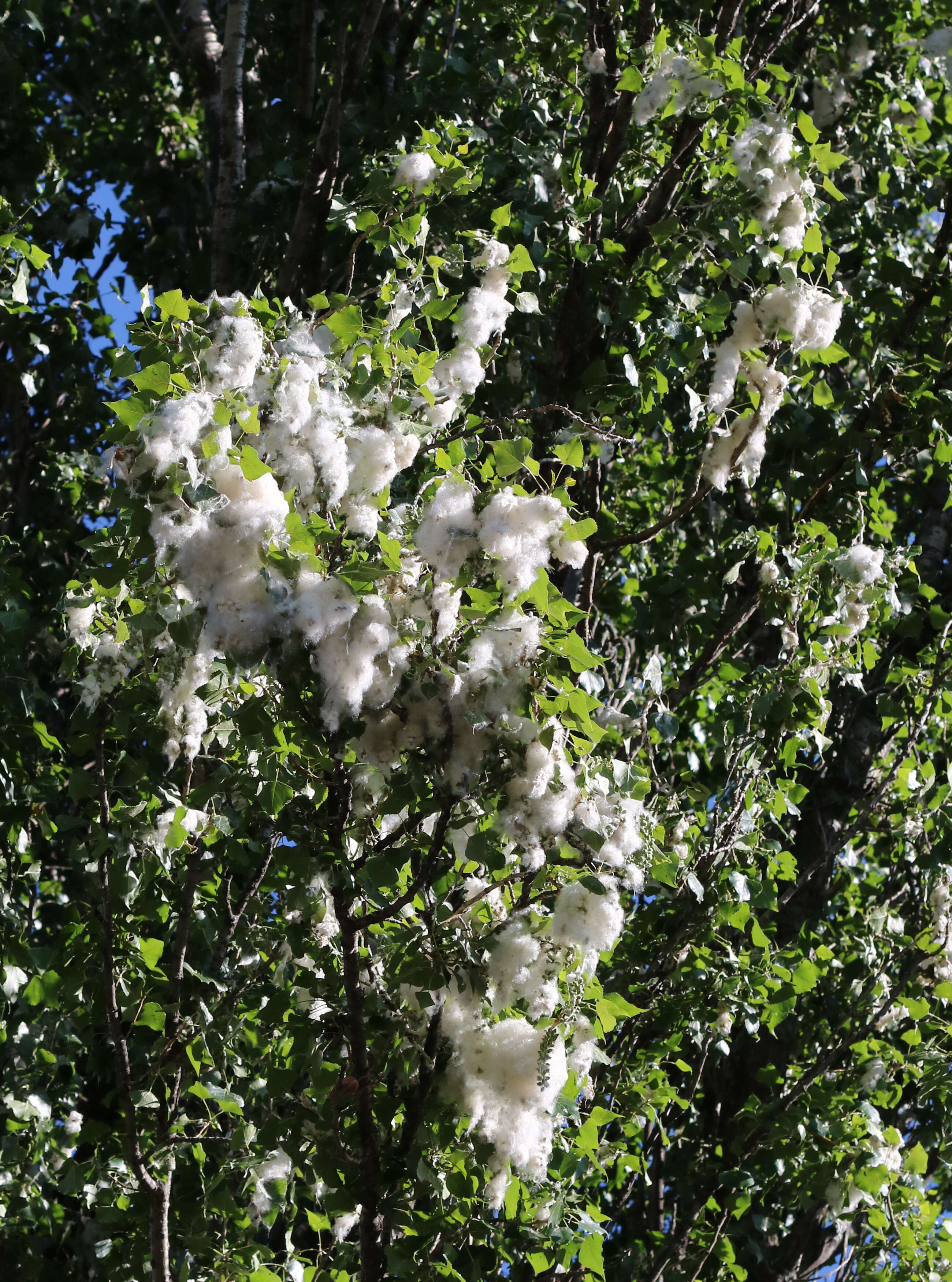 Image of Carolina poplar