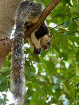 Image of Grizzled Giant Squirrel