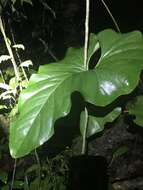 Image of Anthurium brownii Mast.