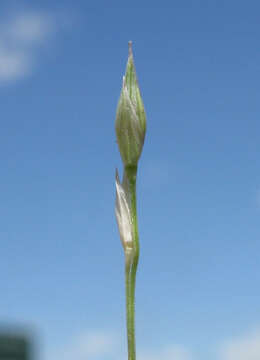 Imagem de Panicum queenslandicum Domin