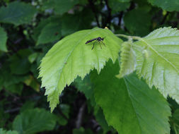 Image of Dioctria hyalipennis (Fabricius 1794)