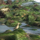 Image of Limosa fedoa (Linnaeus 1758)