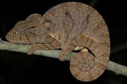 Image of Malagasy Giant Chameleon