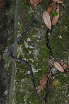 18.https www inaturalist org photos 4218802.580x360