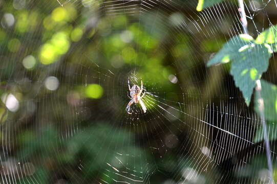 Image of Araneus