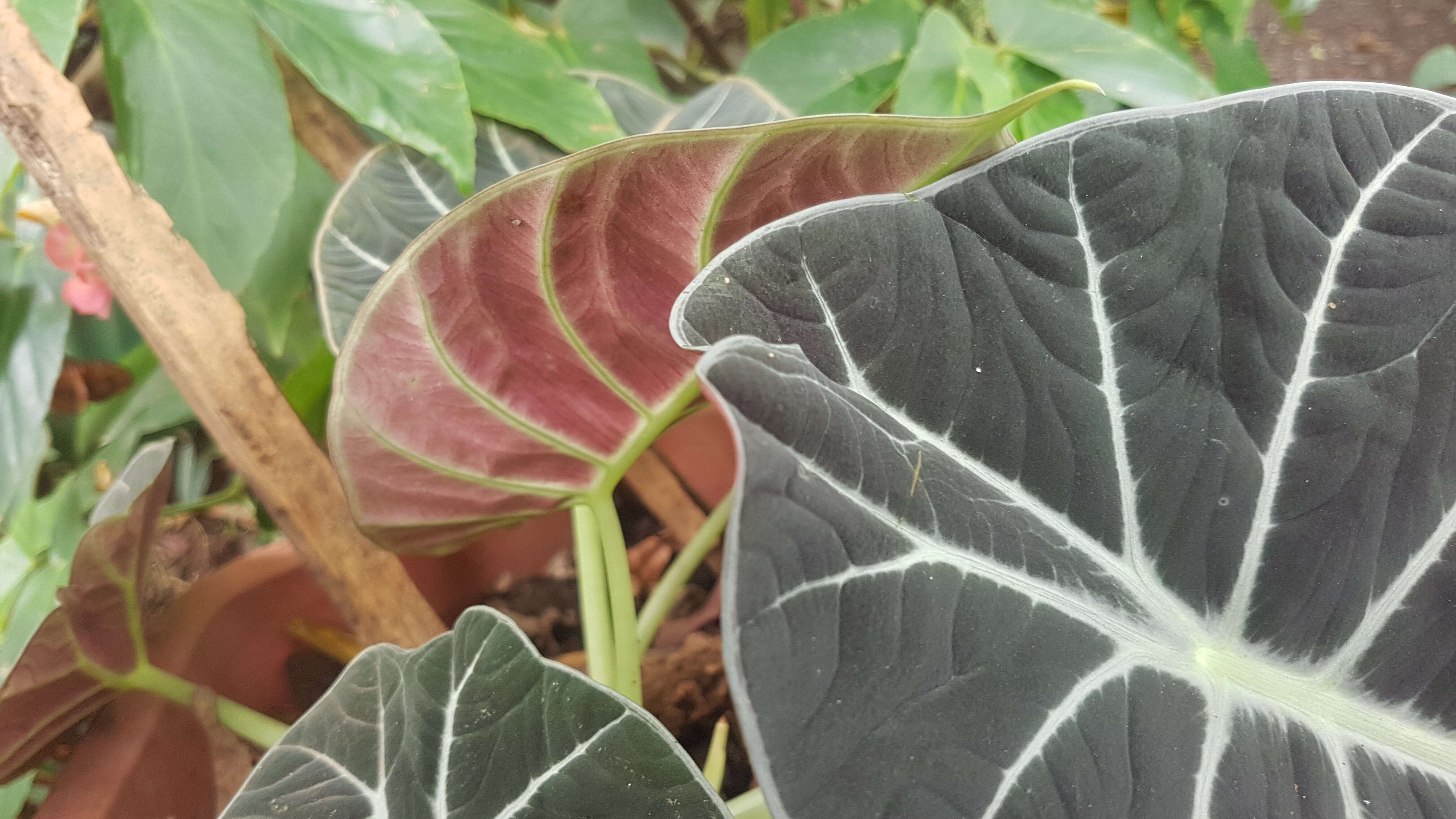 Image of Alocasia reginula A. Hay