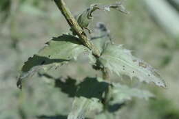 Image of Carduncellus caeruleus (L.) C. Presl