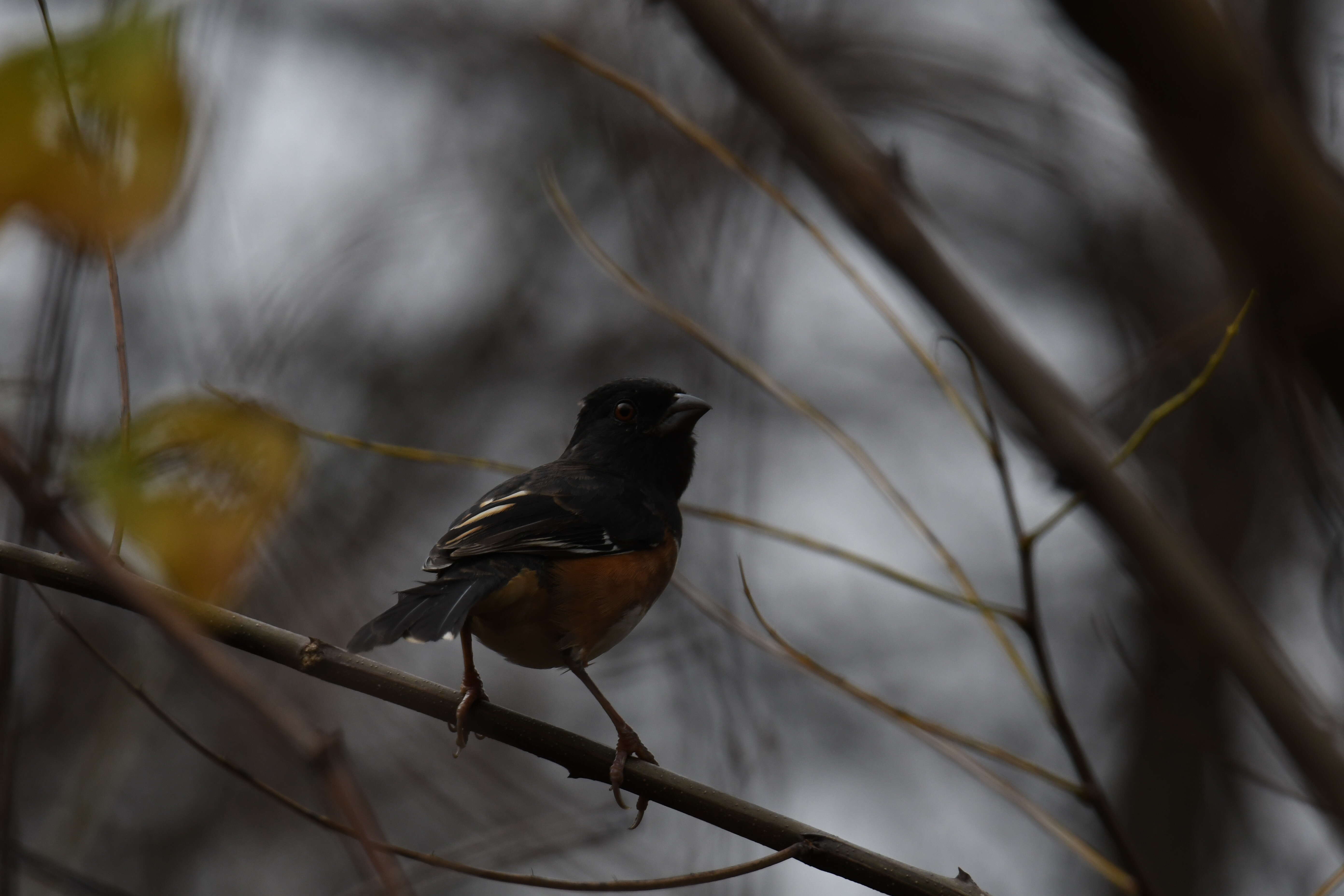 Image of Eastern Towhee