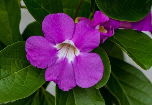 Image de Bignonia magnifica Bull