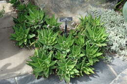 Image of Aloe × nobilis