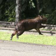 Image of Lesser Capybara