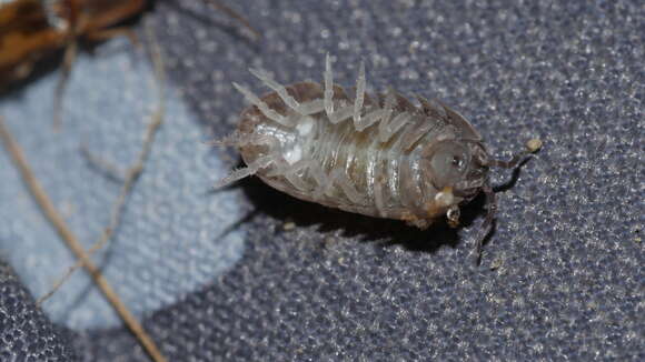 Image of Pill woodlouse