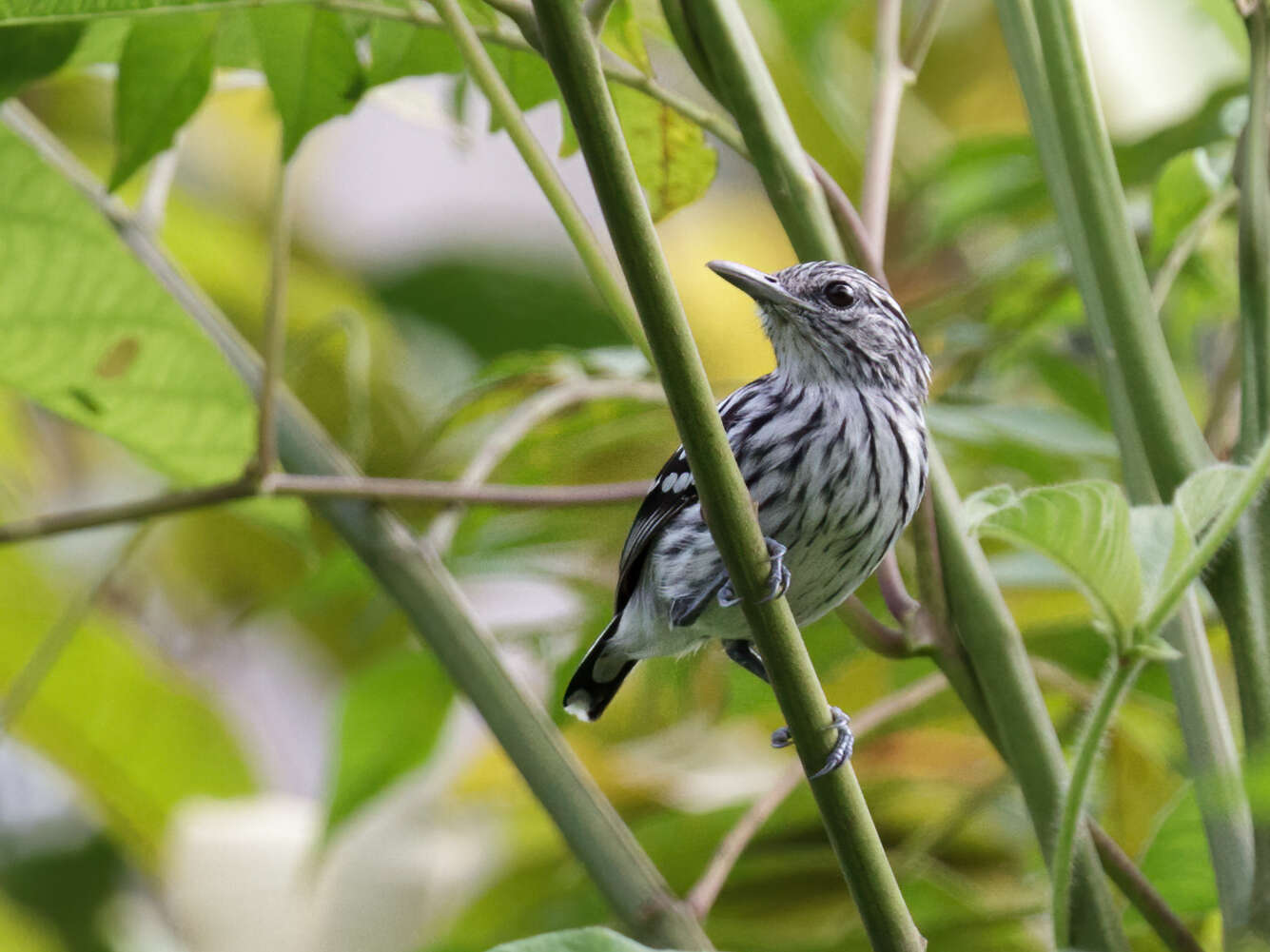 Image of Pacific Antwren