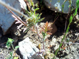 Image of Mediterranean Poppy