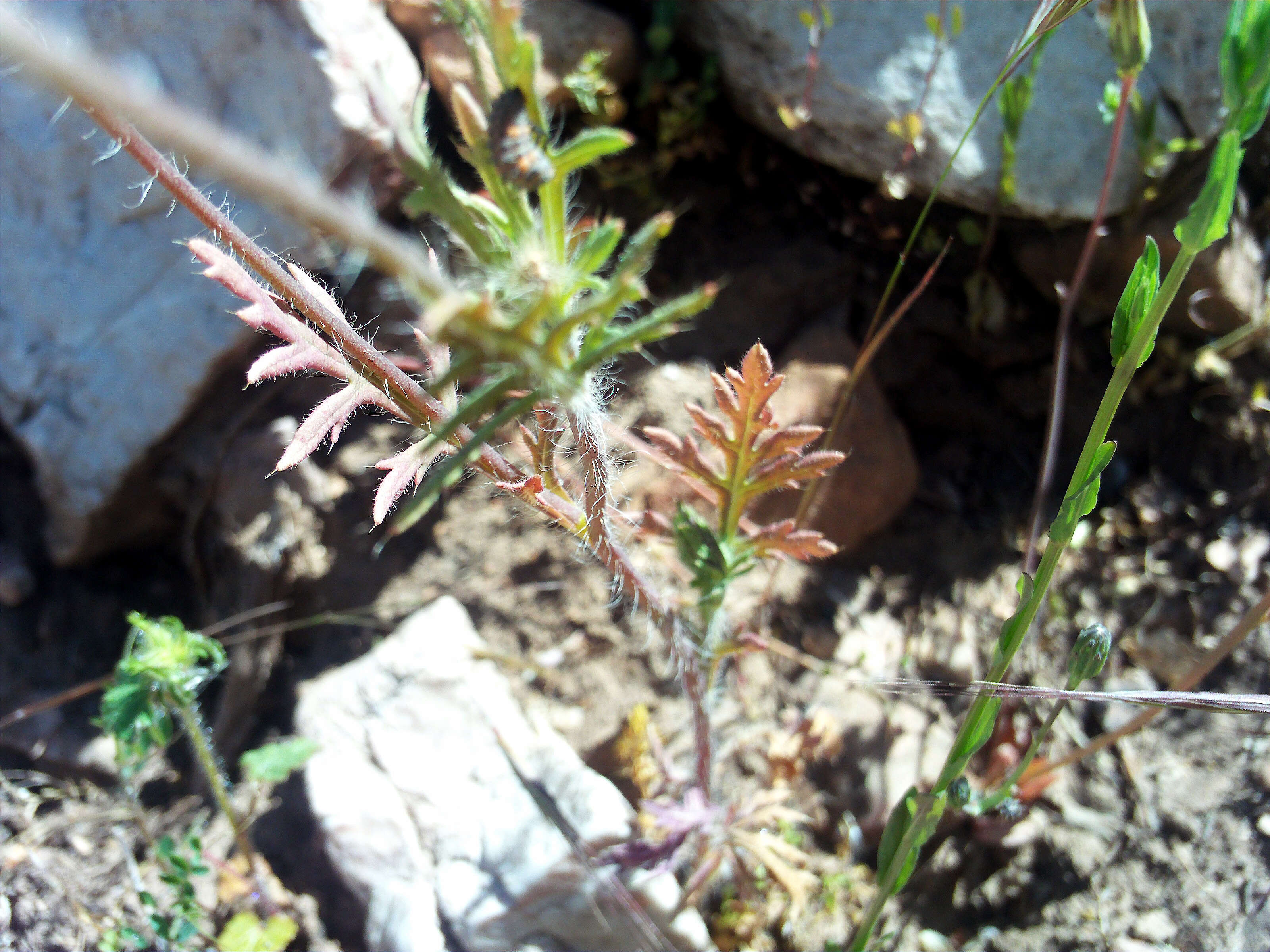 Image of Mediterranean Poppy