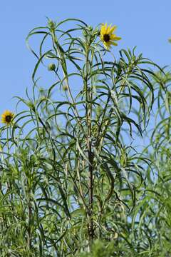 Image of willowleaf sunflower