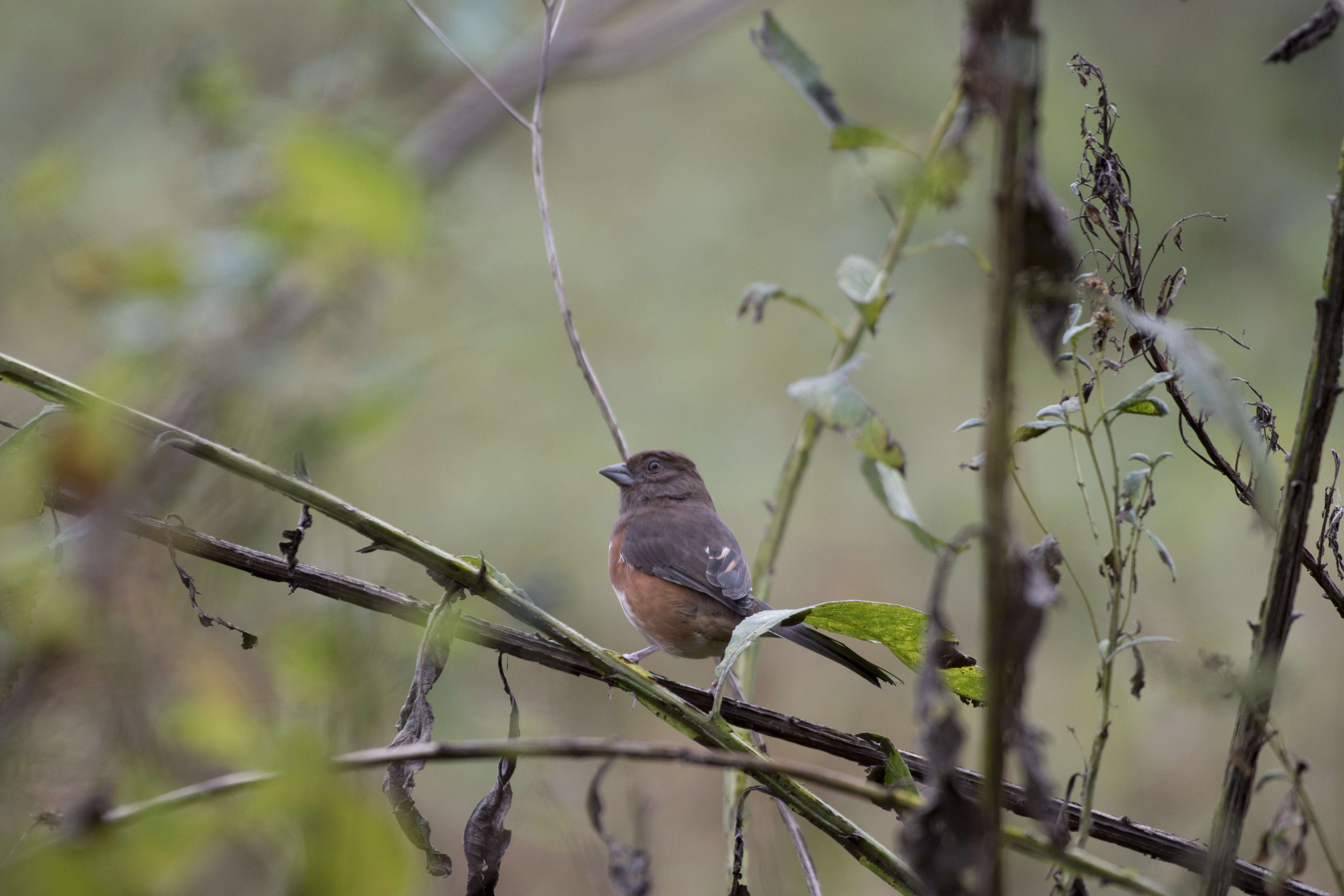 Image of Eastern Towhee