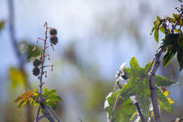 Sivun Ricinus kuva