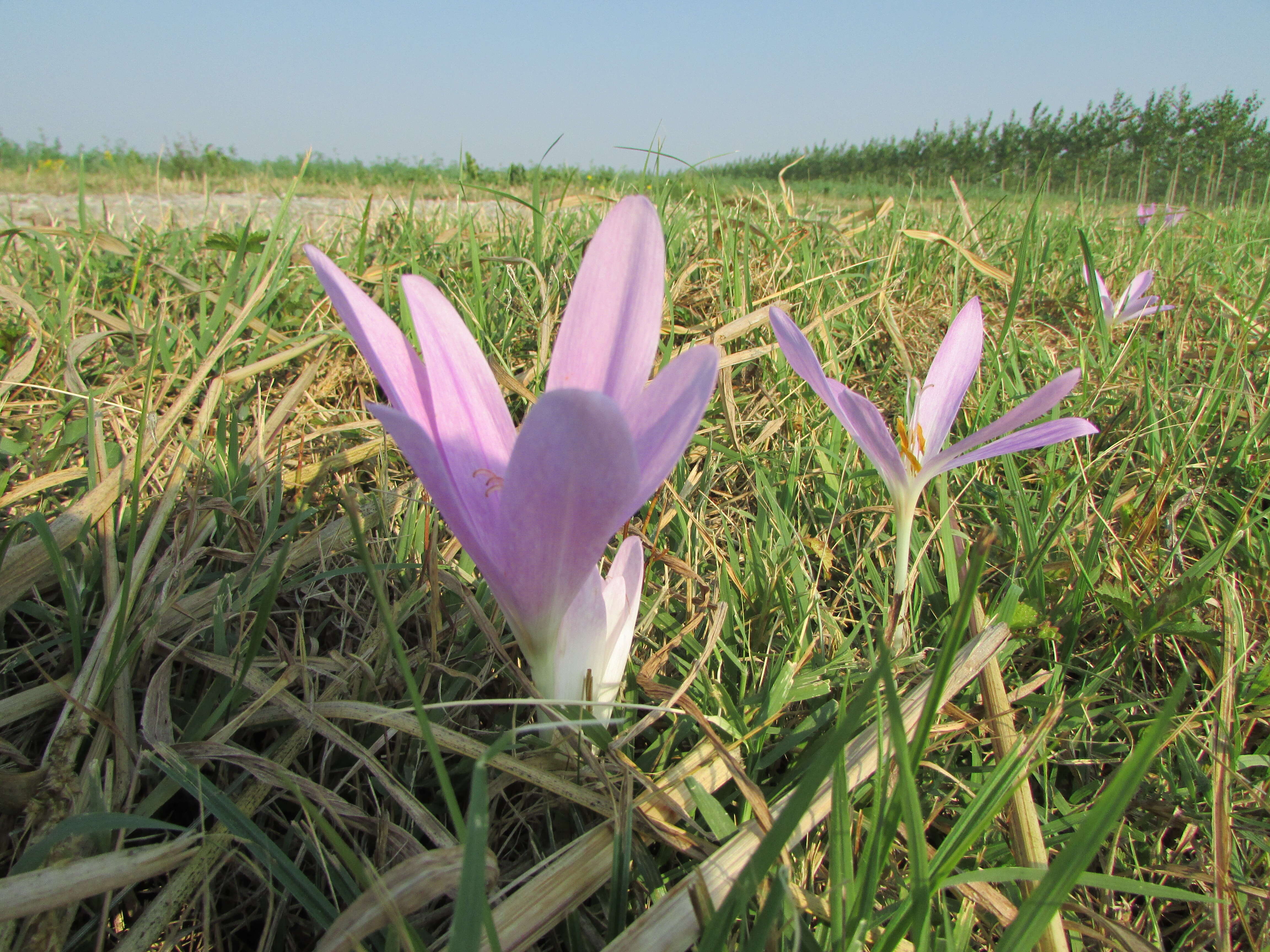 Image of Colchicum lusitanum Brot.