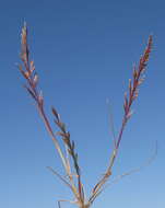 Image of fern-grass