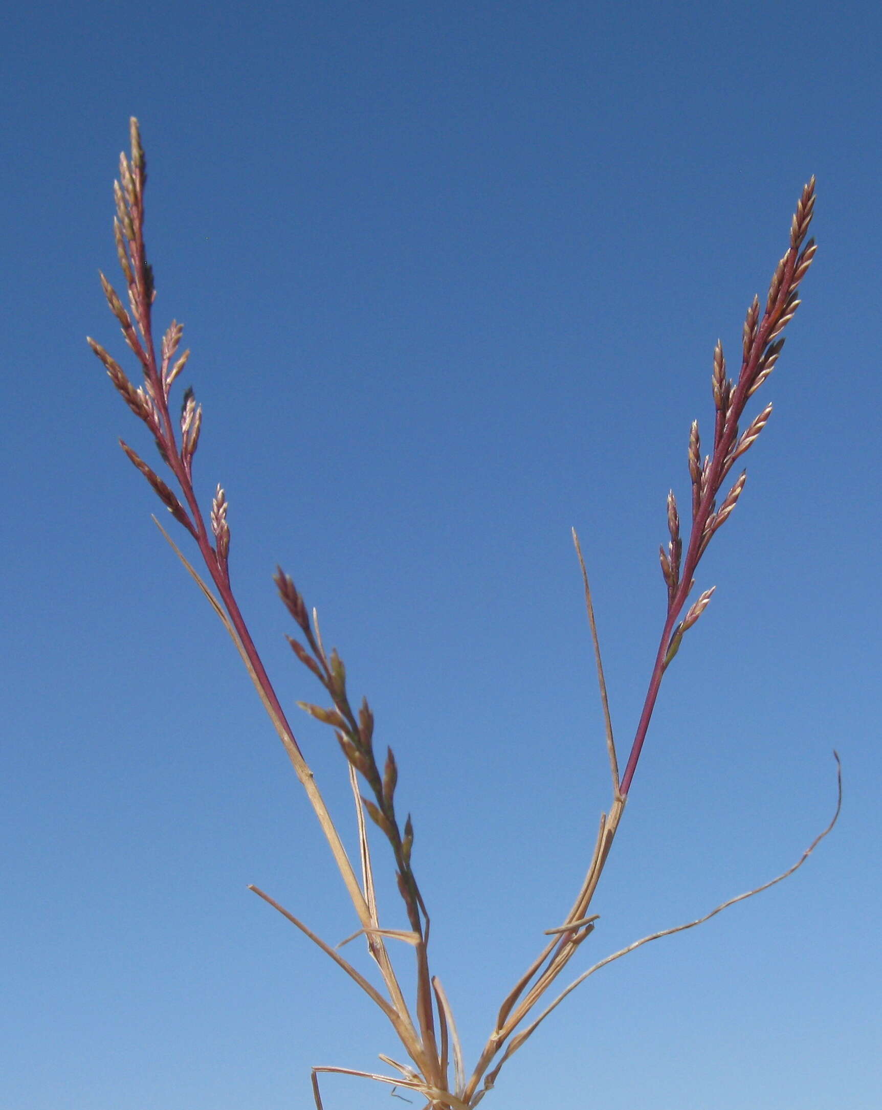 Image of fern-grass