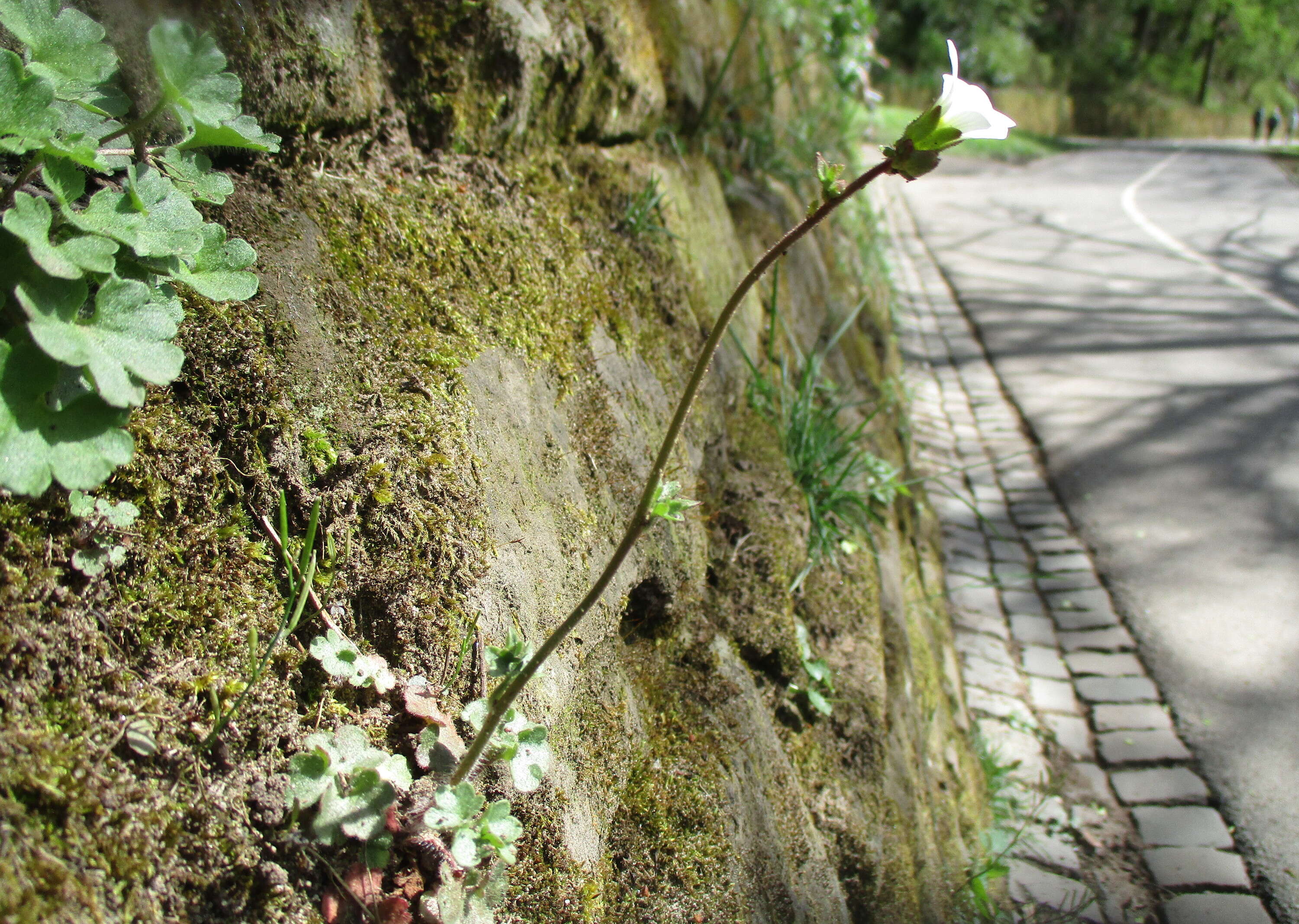 Image of Meadow Saxifrage