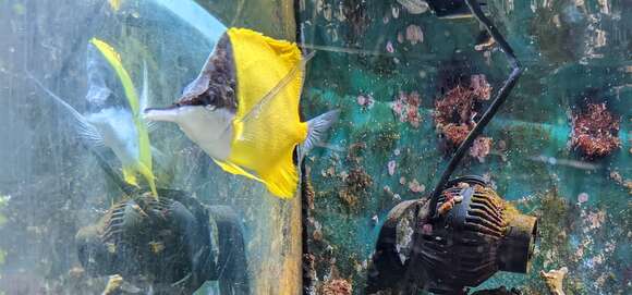 Image of Longnose butterflyfishes